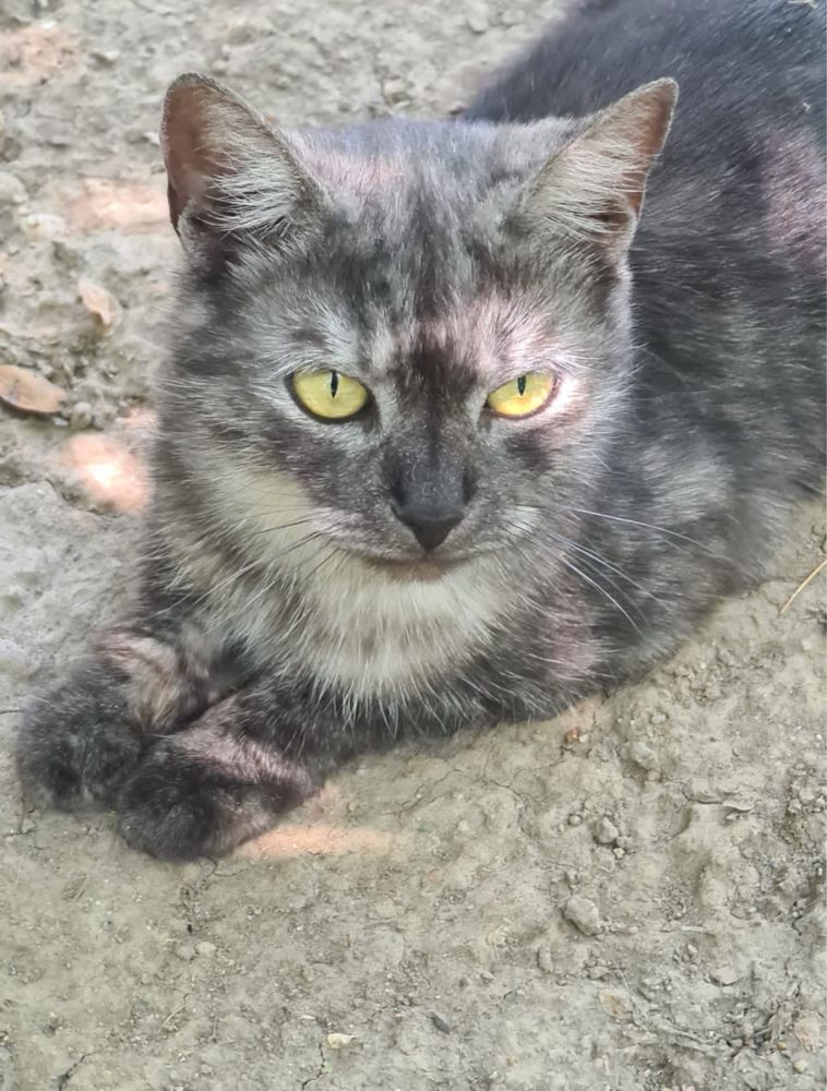 Молодая кошка ищет дом