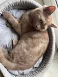 Шотландский котенок в добрые руки