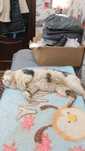 Отдам ласкового котика