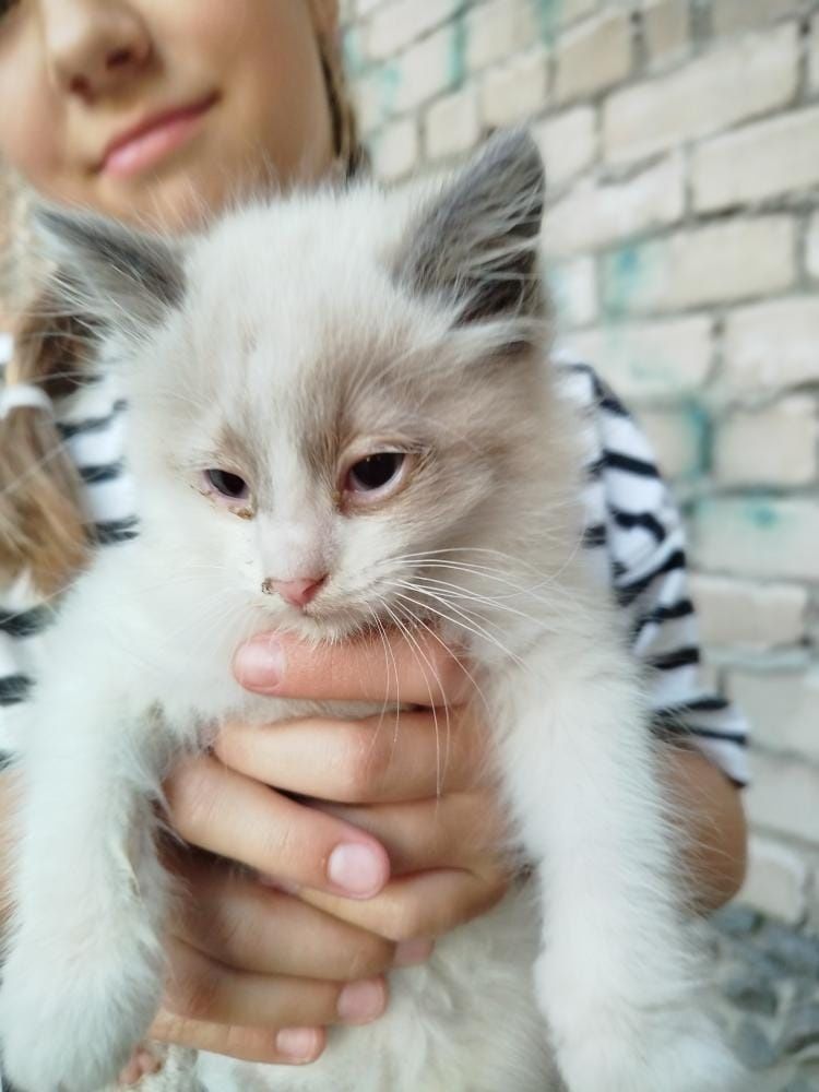 Котята бездомные