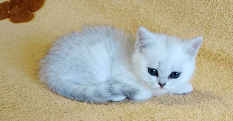 Котики и кошки британские