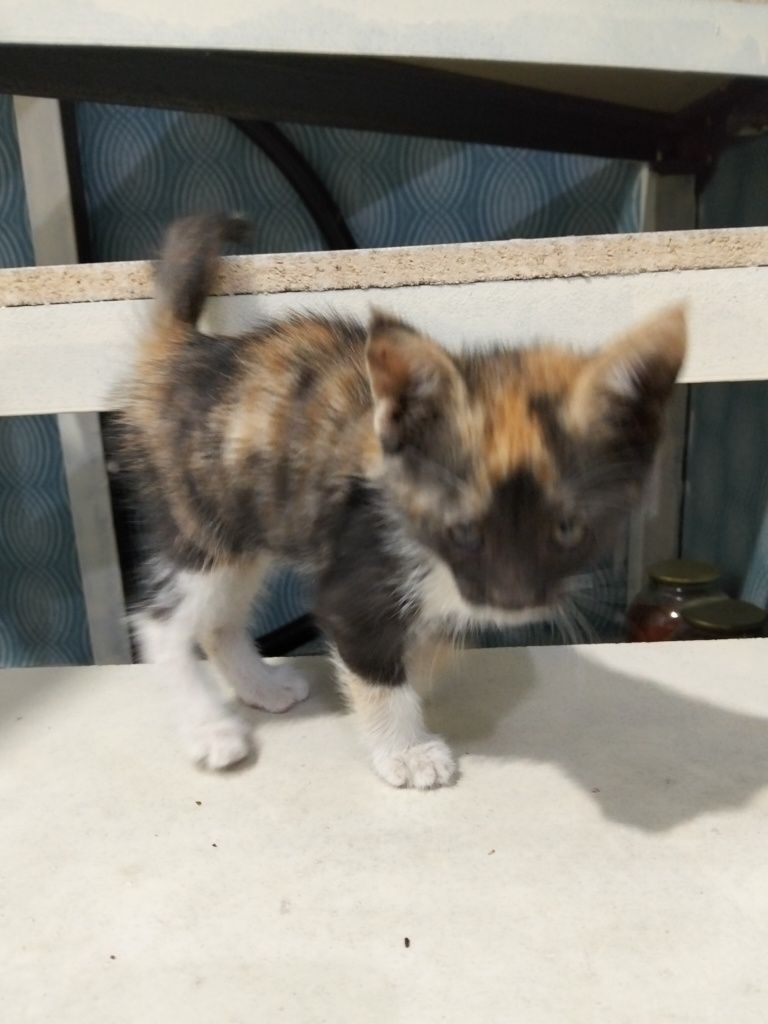 Котёнок в добрые руки.(Приучен к латку)