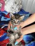 Отдам котят в ДОБРЫЕ руки
