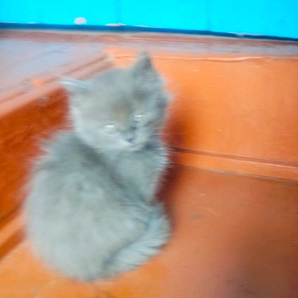 Отдам котят шустрых