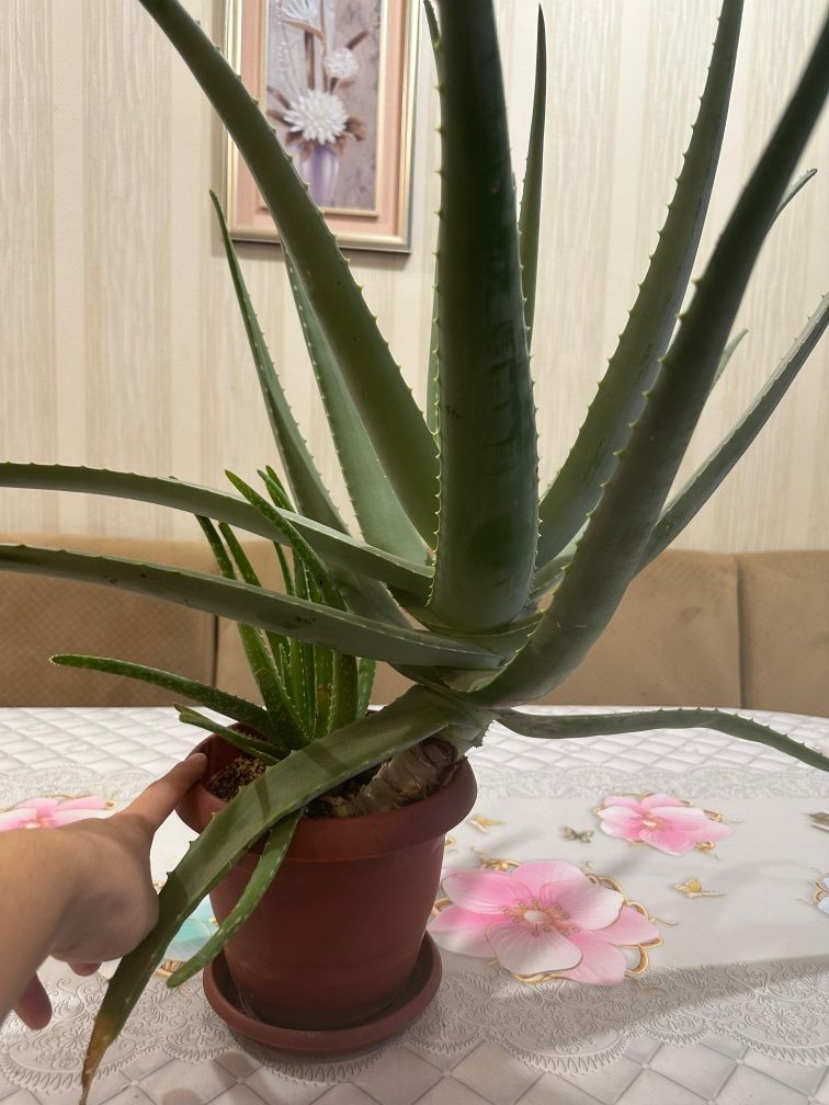 Алоэ лечебное продам.3-4года .