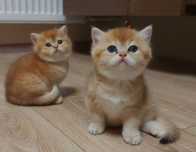 Хороший выбор - Котята Шиншиллы Алматы