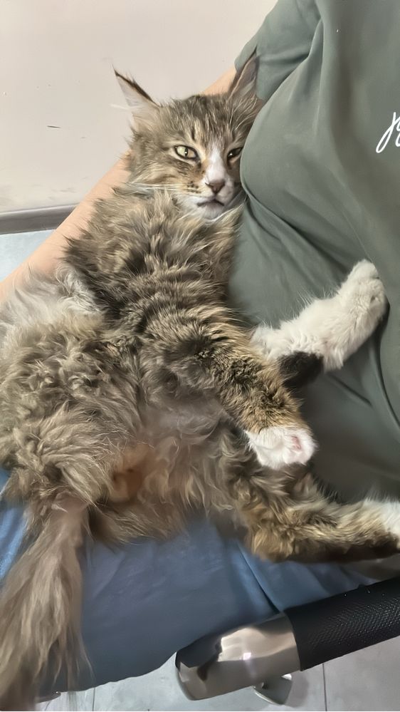 Отдаем котика в добрые руки