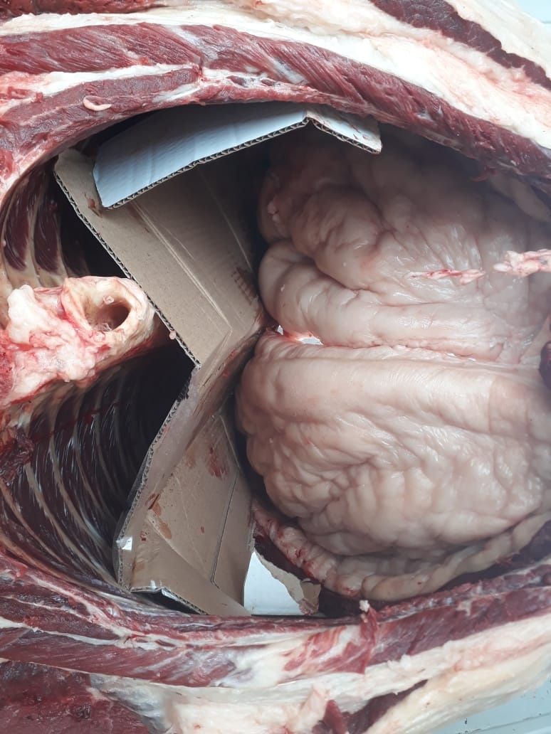 Продаётся жирные лошади,семиз жылкылар с откорма