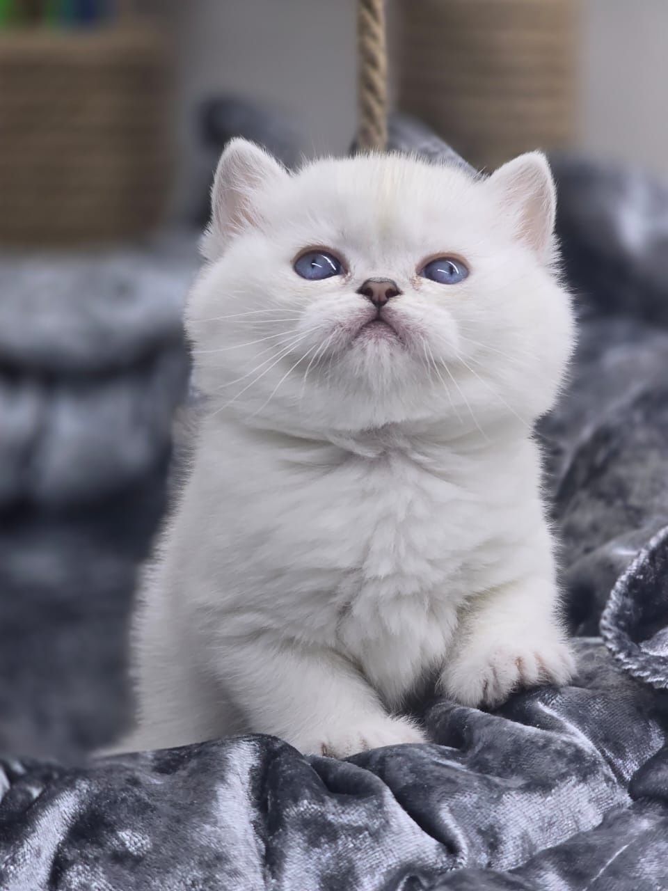 Котики и кошечки британские шиншиллы