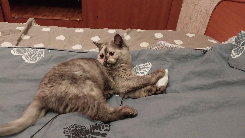 Отдам в добрые руки кошечку подростка  восьмимесячную.