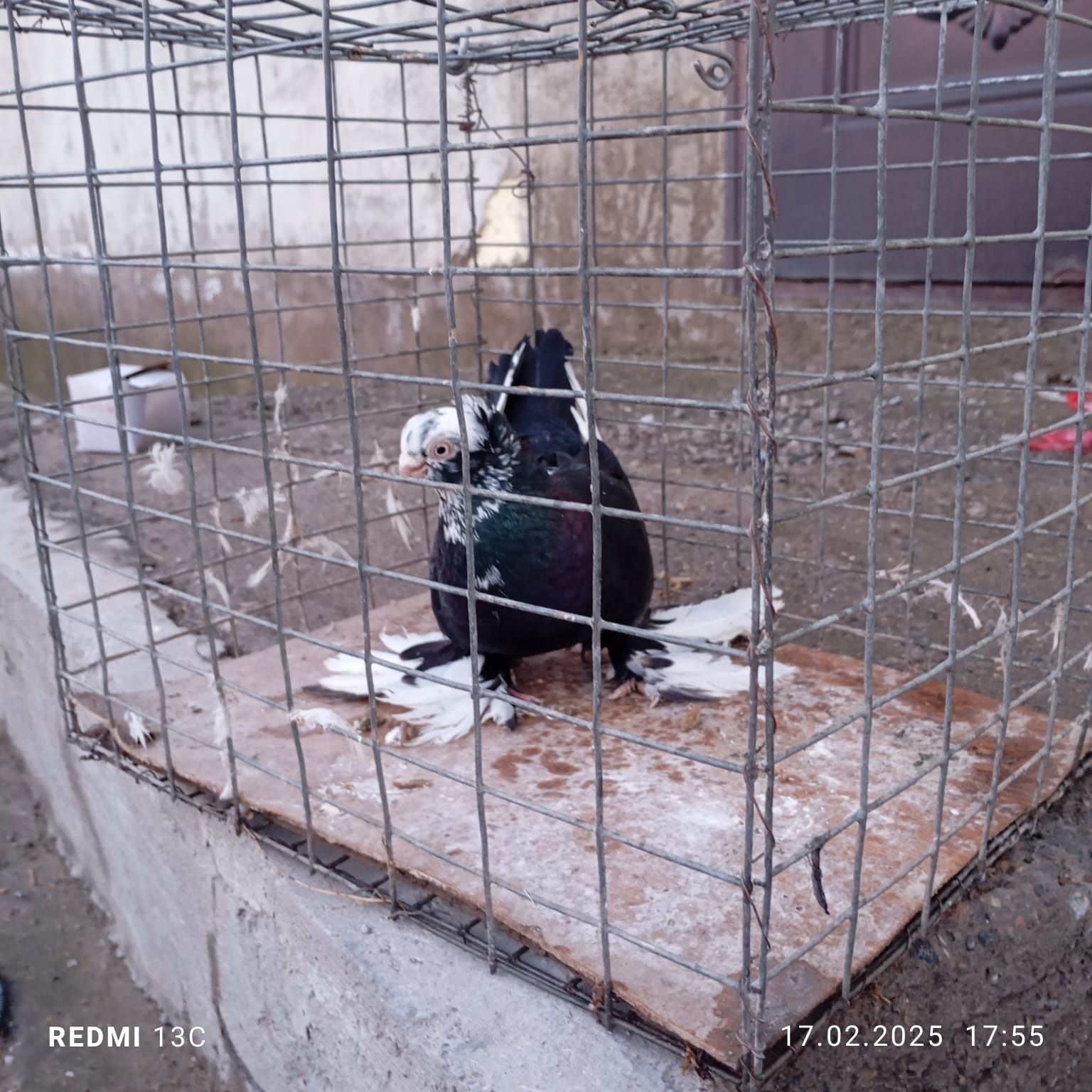 Продается голубка!