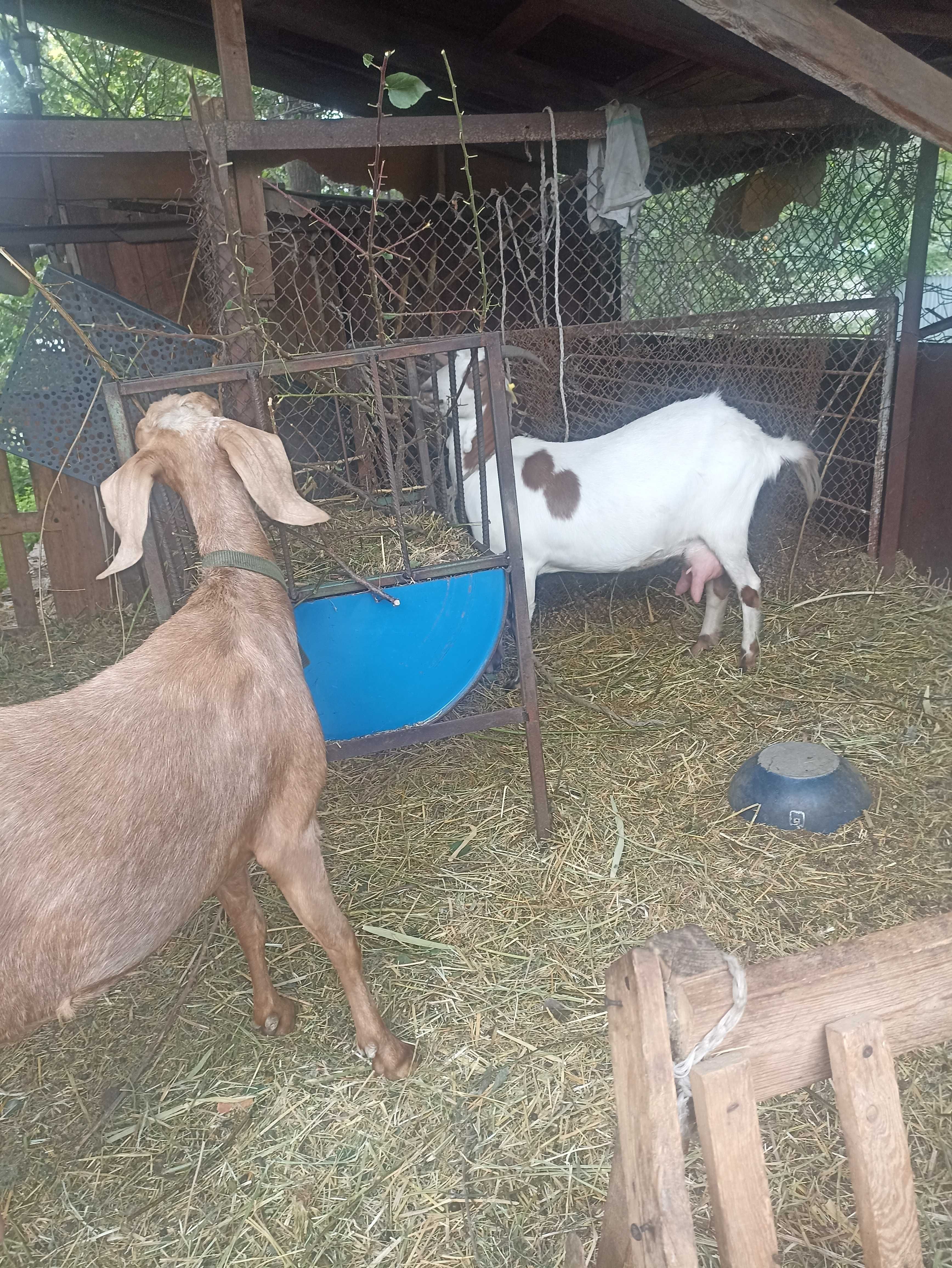 Срочно продам козу