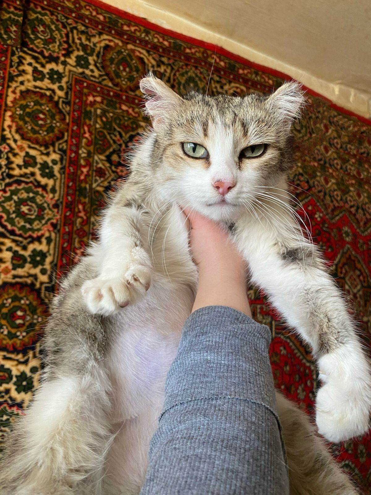 Кошечка в поисках дома