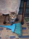 Котёнок мальчик в хорошие руки