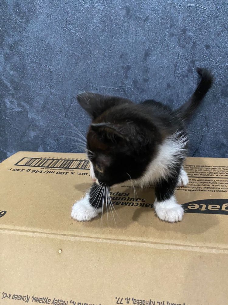 Котенок девочка отдам в лучшие руки