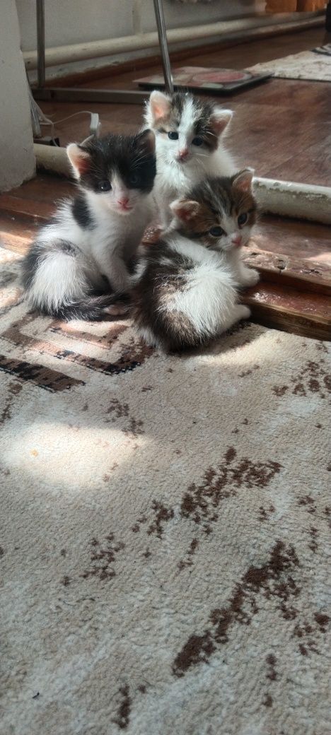 Отдам котят в добрые руки