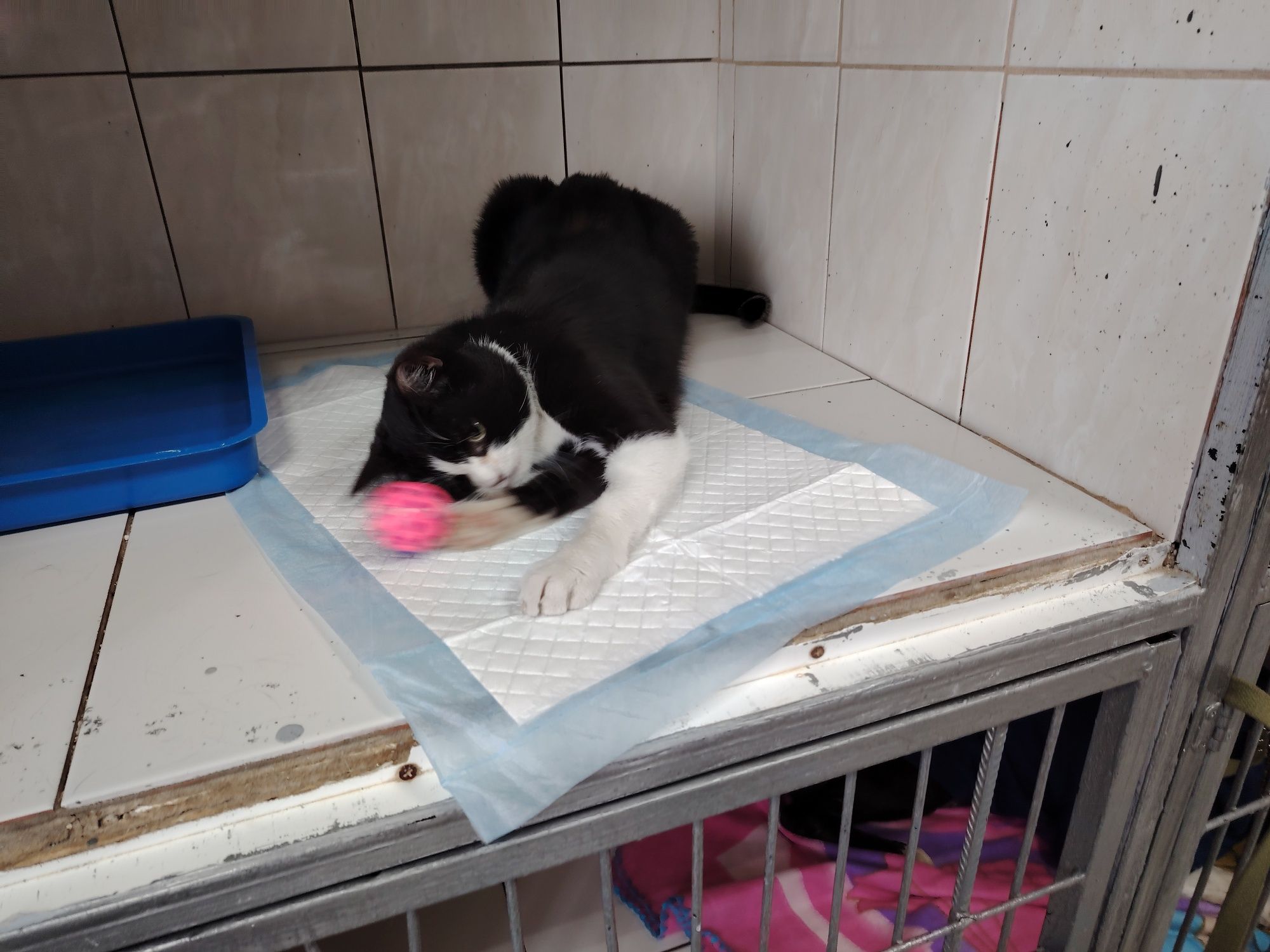 Отдадим котёнка в очень хорошие руки