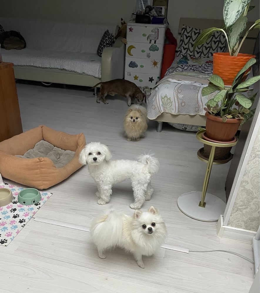 Передержка собак в квартире. От 3500 тг. Pet services Выгул собак