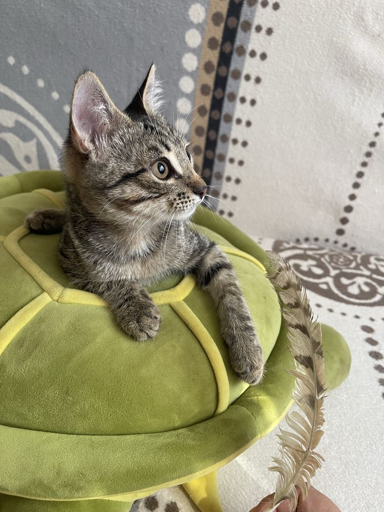 Отдам котят в добрые руки