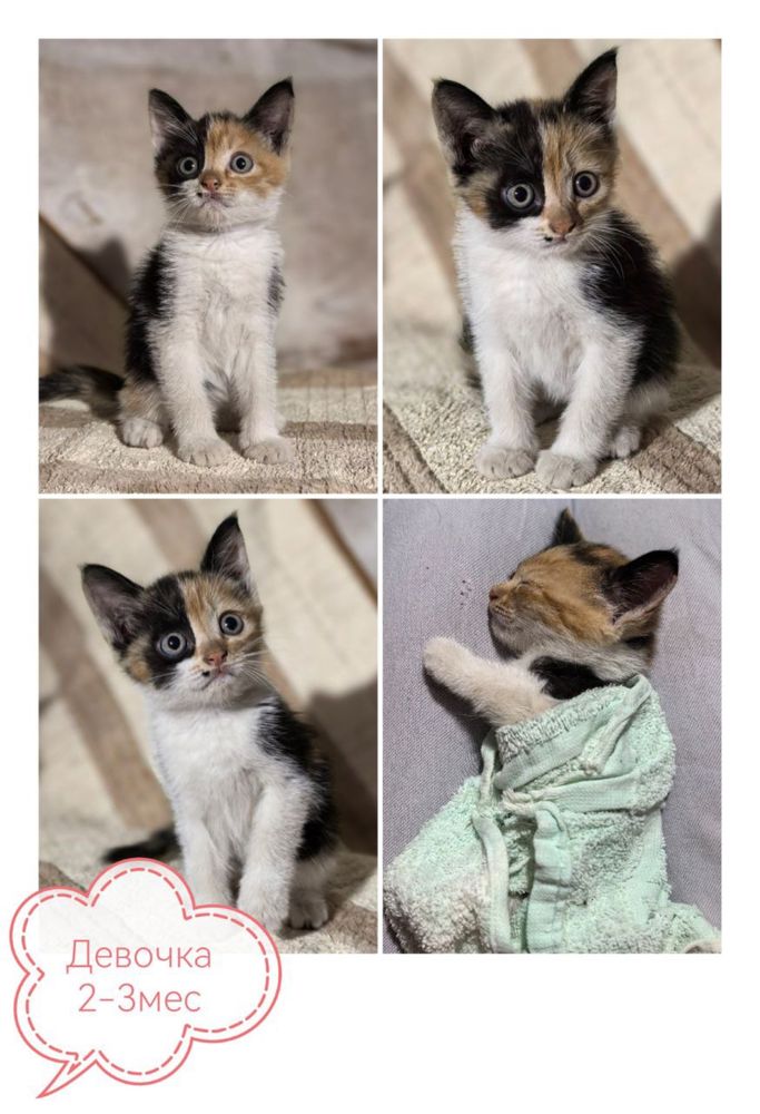 Котята в самые добрые руки