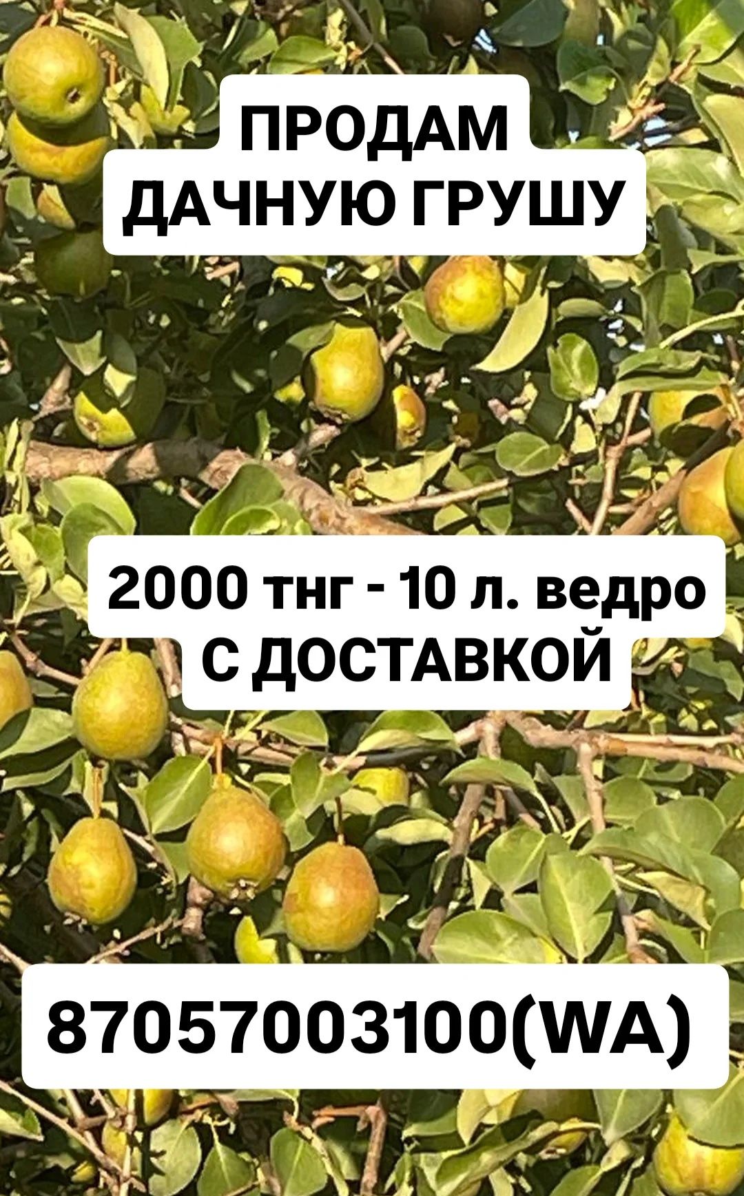 Продам дачную грушу