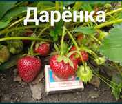 Саженцы клубники Дарёнка 600 корень.Гигантелла-500 тг