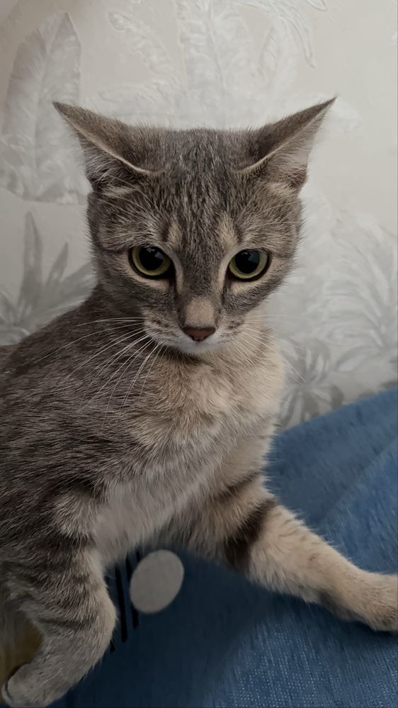 Кошка 1,5годик.