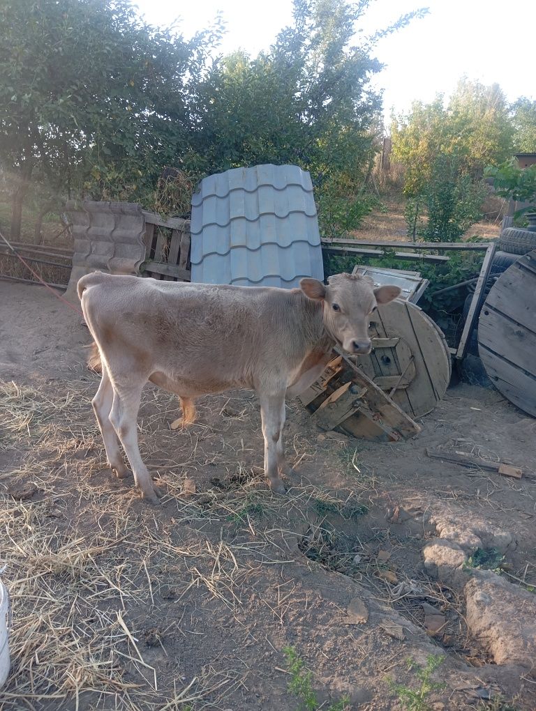 Продам бычка! Возраст 6 месяцев
