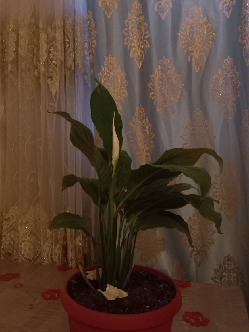 Продаю домашние цветы