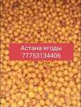 Облепиха Облепиха
