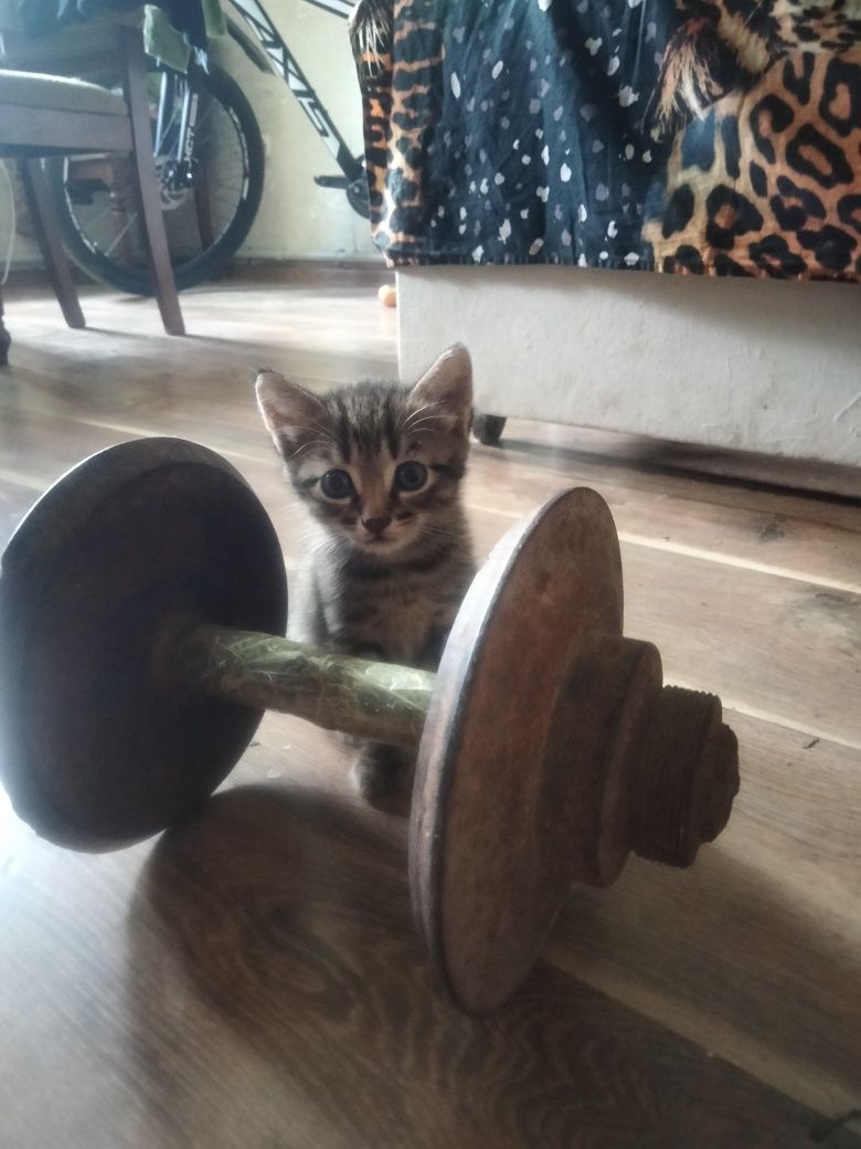Продам котят от британской кошки