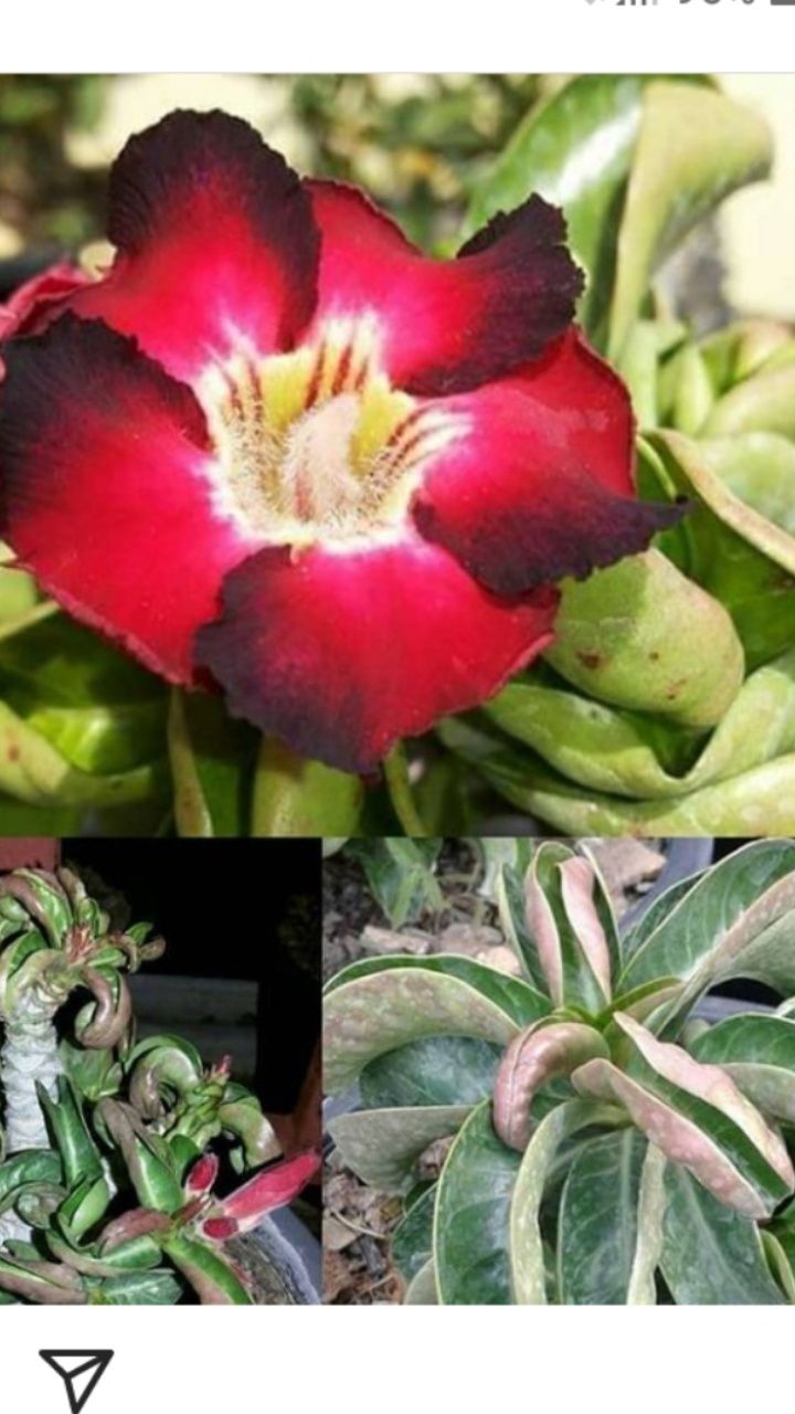 Продам семена адениума сорт Dorset Horn Arabicum