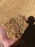Есть на продажу зерно третий класс 80 тон