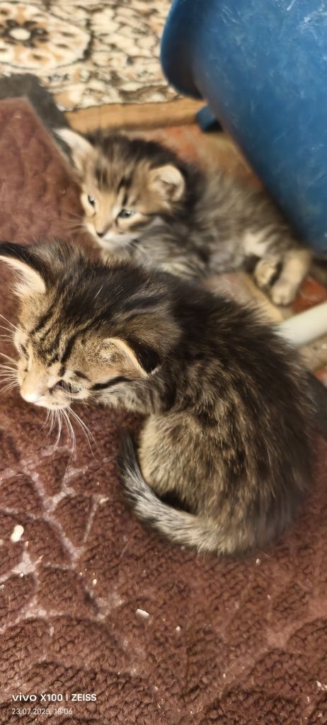 Котята бесплатно