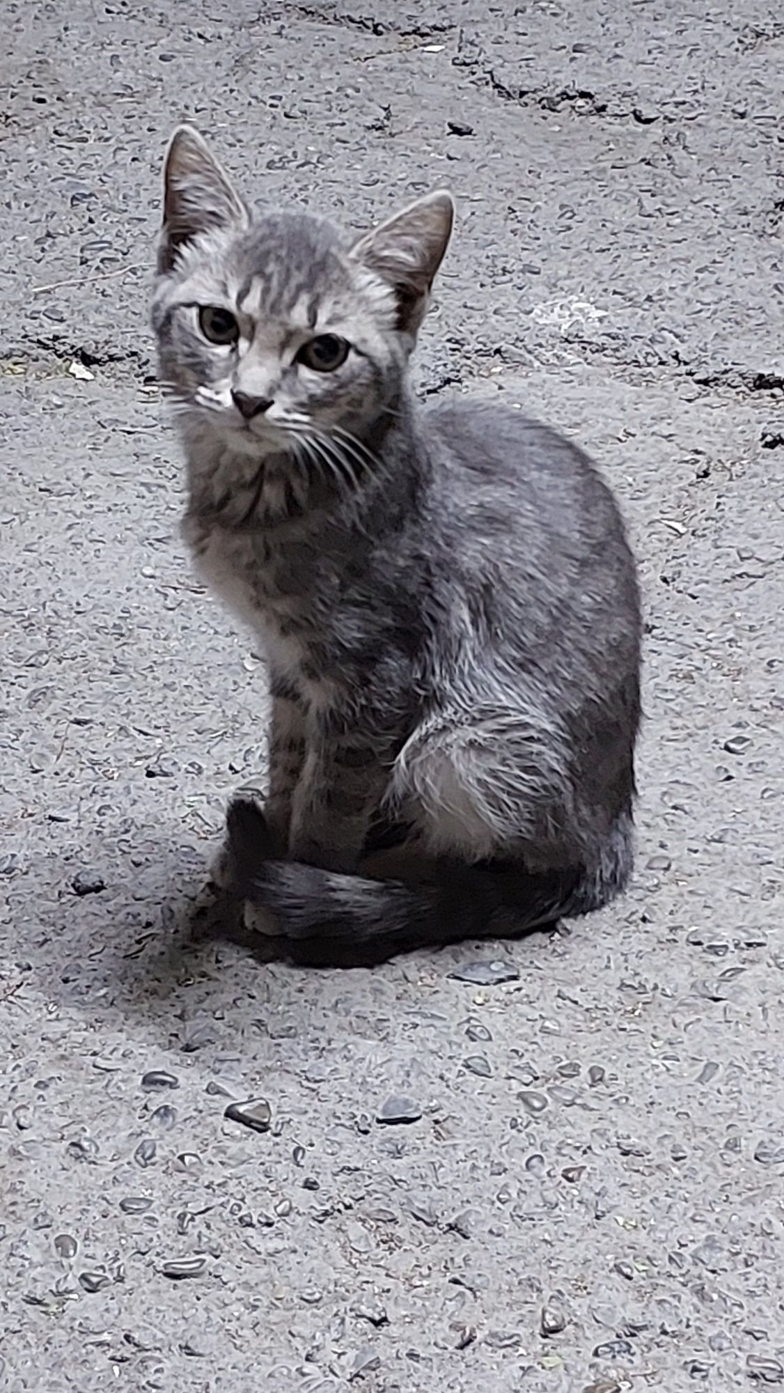 Отдадим котят в добрые руки