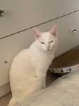 Отдам даром кота 6годиков к лотку приучен