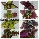 Колеус комнатное растение
