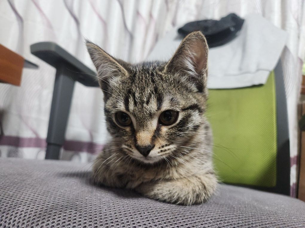 Отдам котёнка 3 месяца в добрые руки