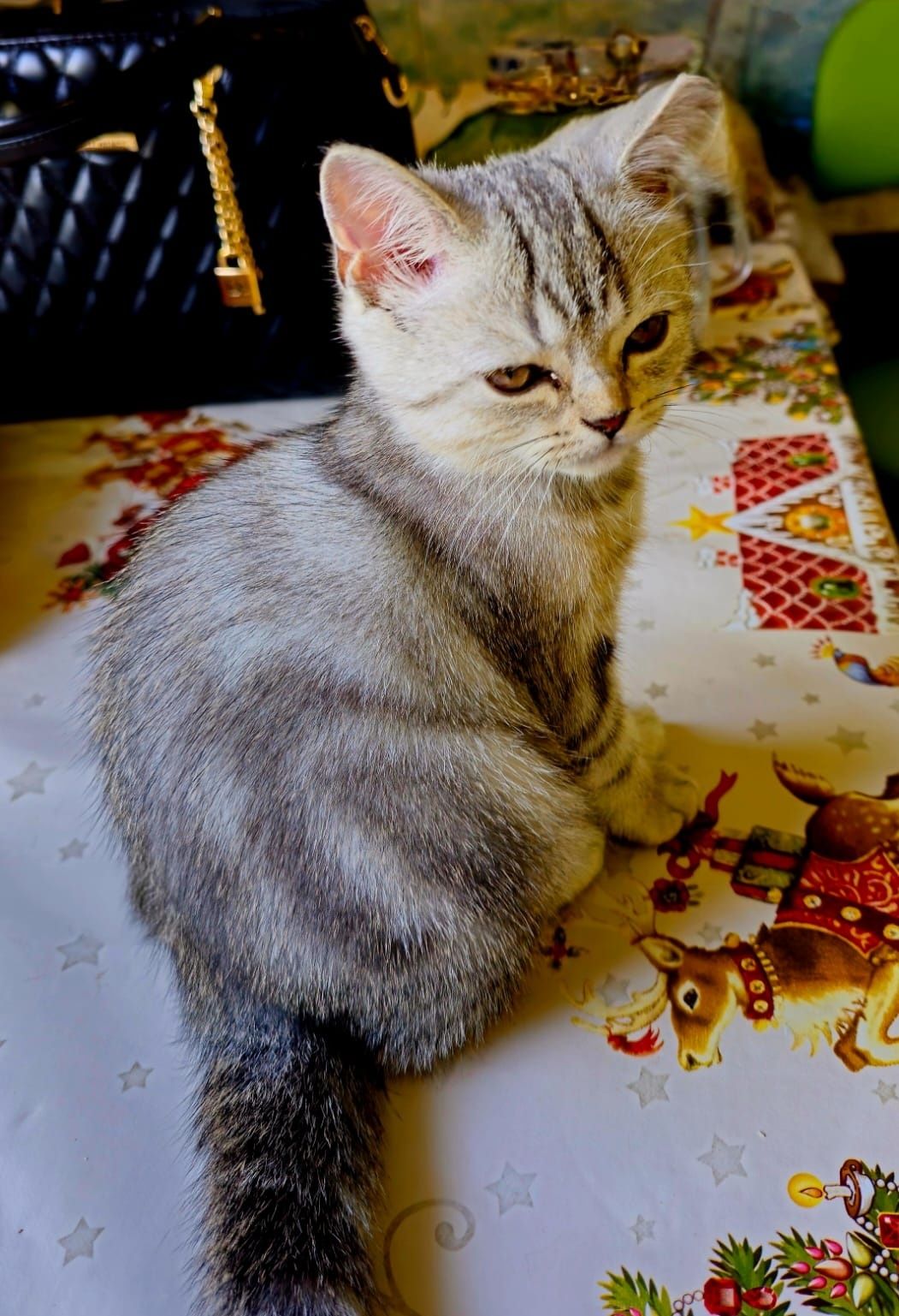 Продам Шотландского прямоухого котенка
