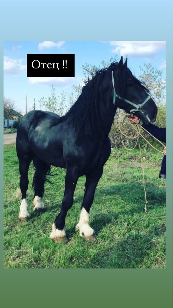 Продам жеребчика