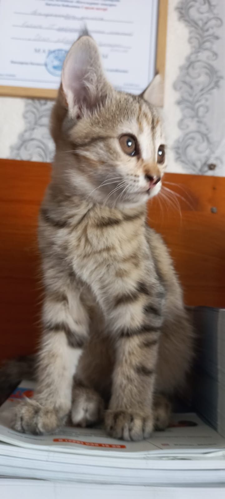 Отдам котят! Бесплатно.