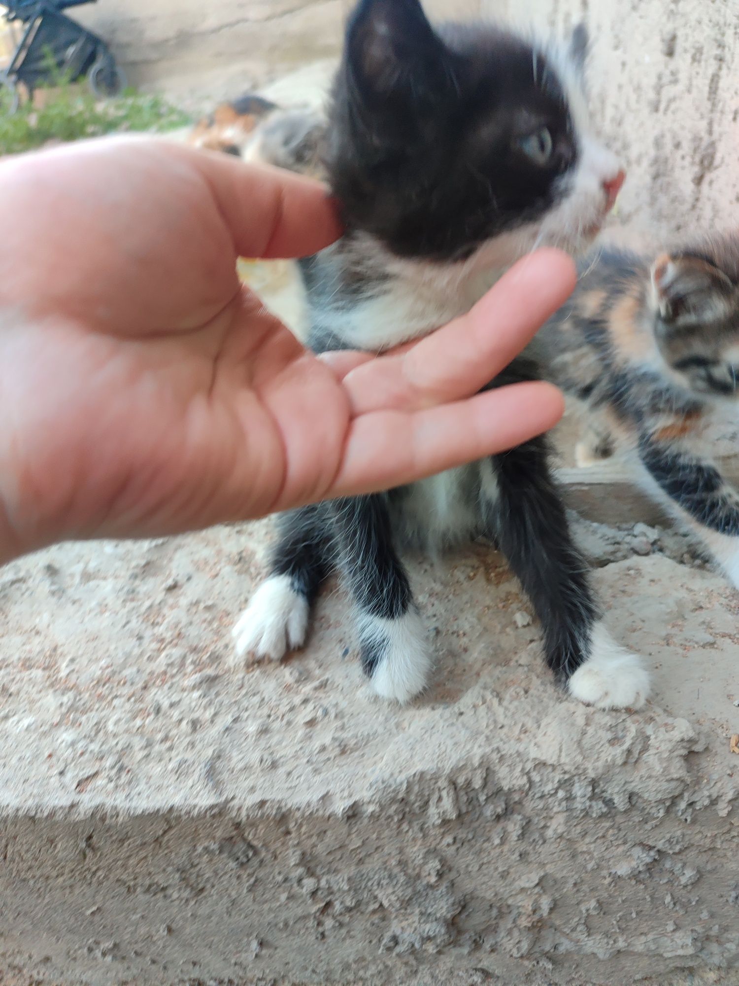 Отдадим котят в добрые руки