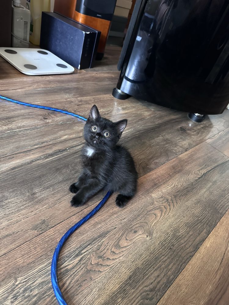 Котята ищут заботливых хозяев