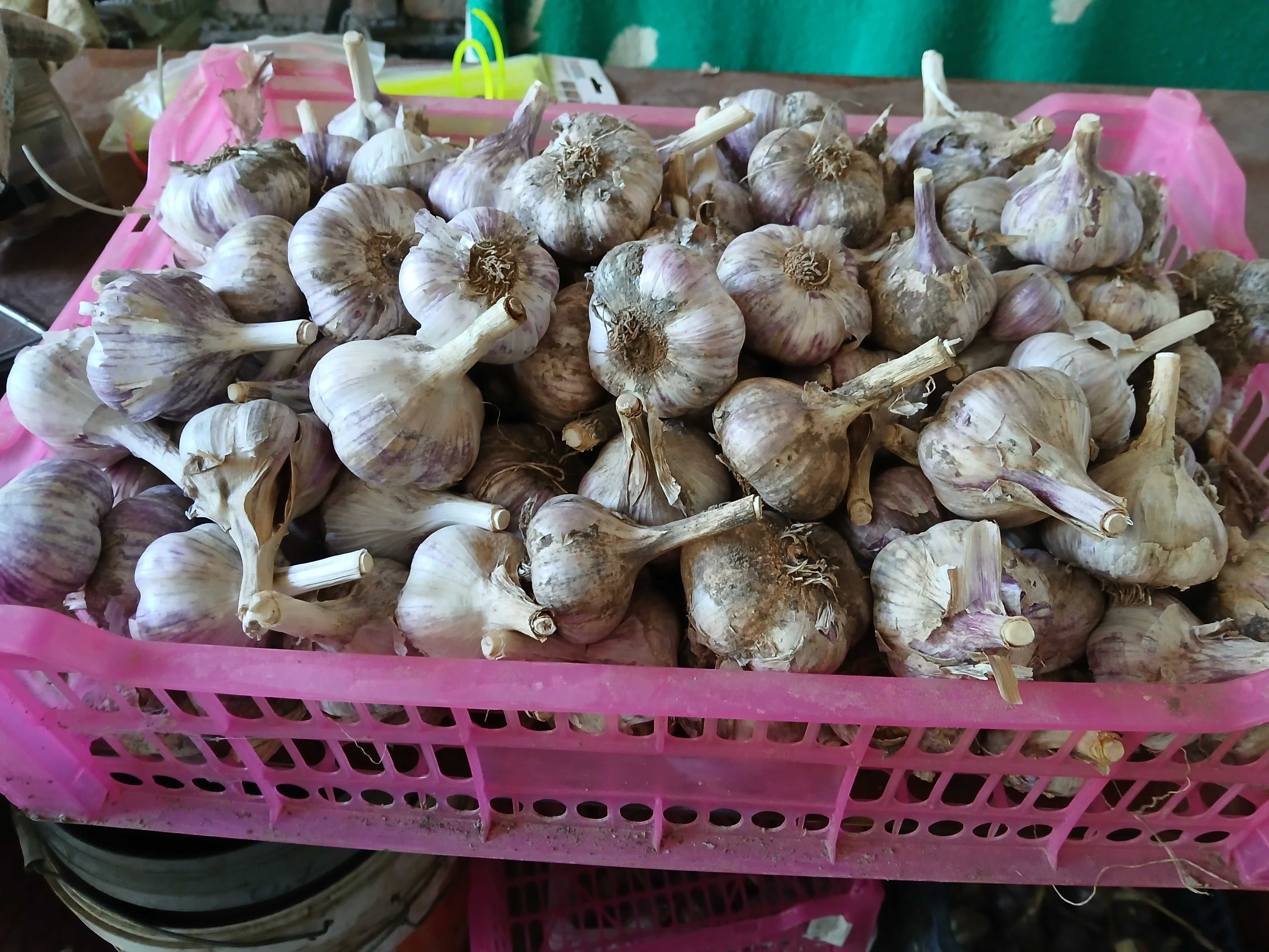 Продам Чеснок фиолетовый
