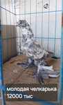Голуби игровых кровей