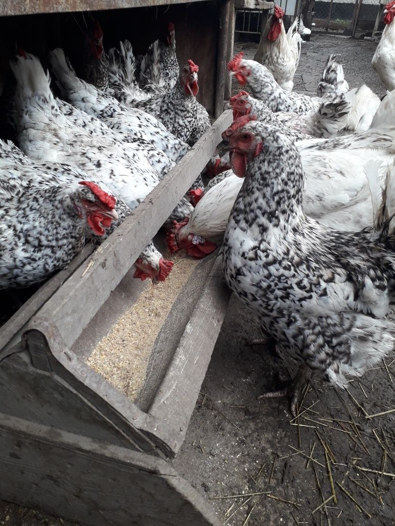 Инкубационные яйцо пушкинских кур.