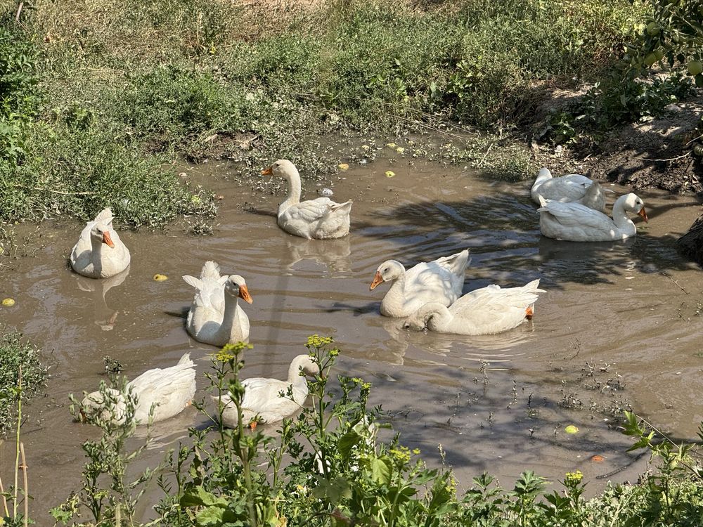 Продам гусей гусь гуси