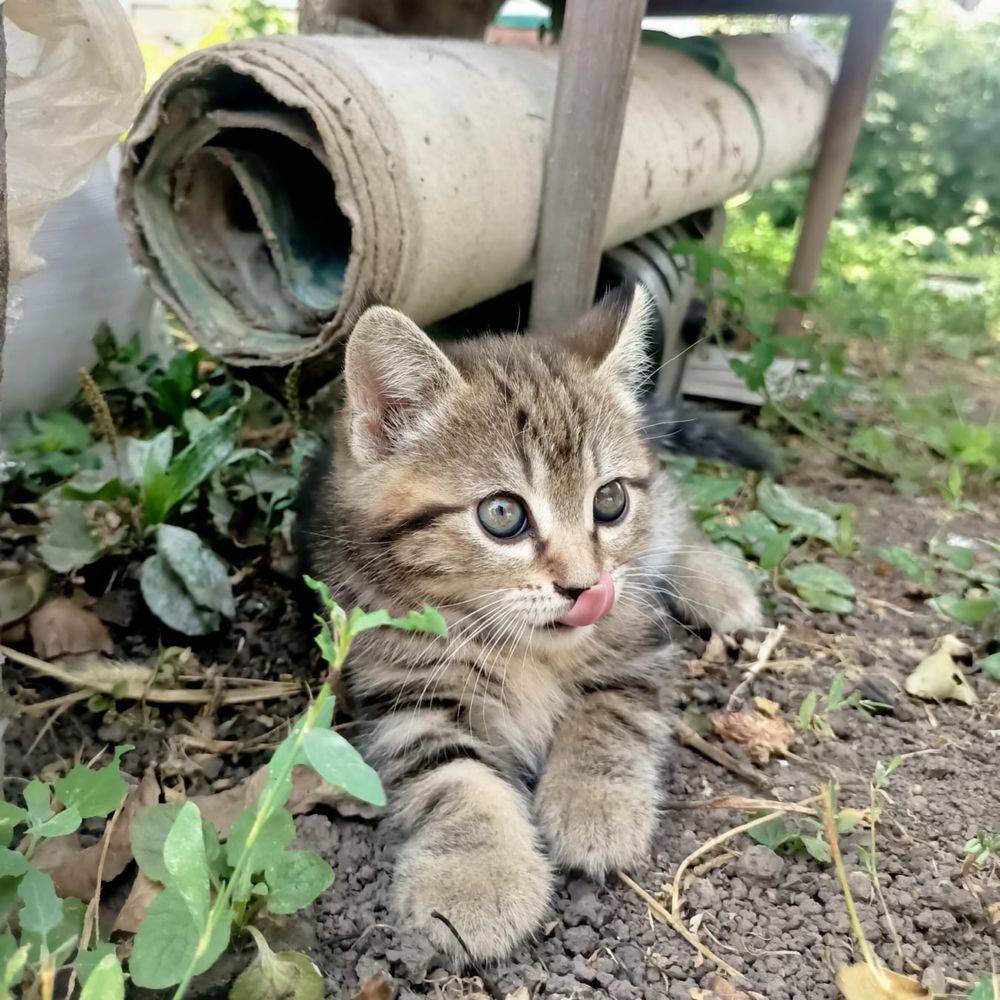 Отдам котенка в хорошие руки