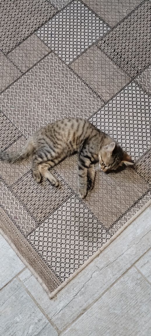 Отдам котенка в добрые руки