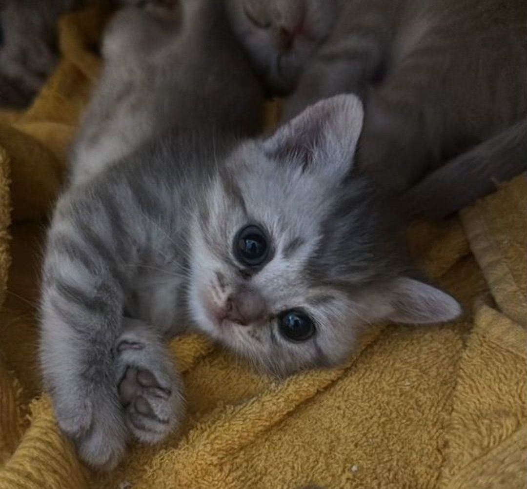 Британские котята 1.5 мес